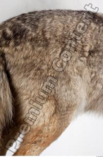 Wolf leg photo reference 0003